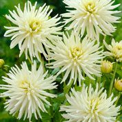 Dahlia Nain Cactus blanc